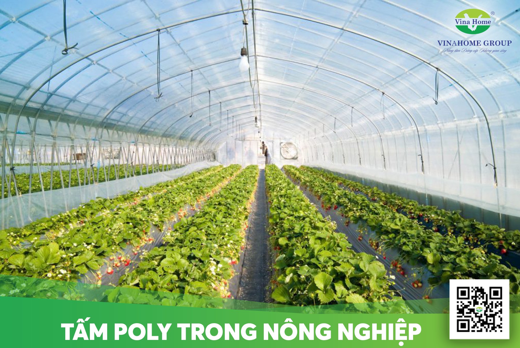 Khám phá những ứng dụng của tấm lợp lấy sáng trong nông nghiệp